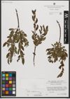 Foto von Salix waldsteiniana Willd.